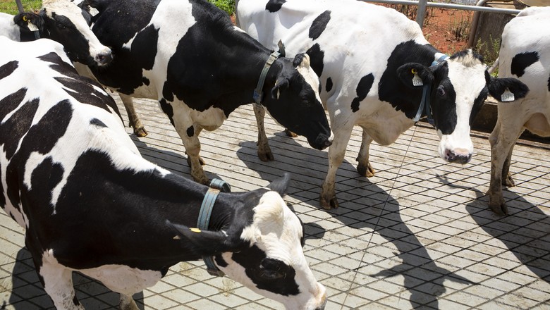 Acre e Rondônia vacinam todo rebanho contra aftosa pela última vez em 2018
