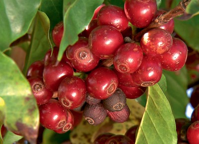 Safra de café da Colômbia deve aumentar 3,6%, estima o USDA