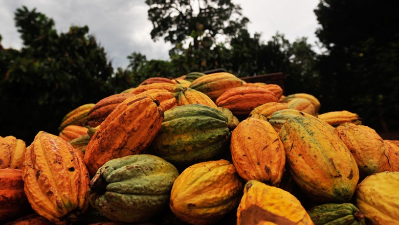Cargill planeja eliminar desflorestamento de sua oferta de cacau