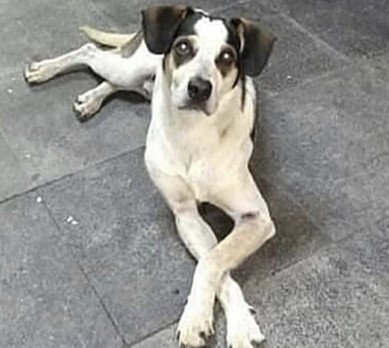 Crescem denúncias de maus-tratos contra animais abandonados em São Paulo