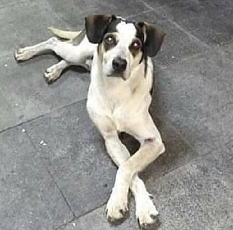 Supermercado onde cachorro morreu exige de pecuaristas bem-estar animal