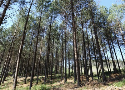 Mapa quer 2 milhões de hectares a mais de florestas em até 10 anos