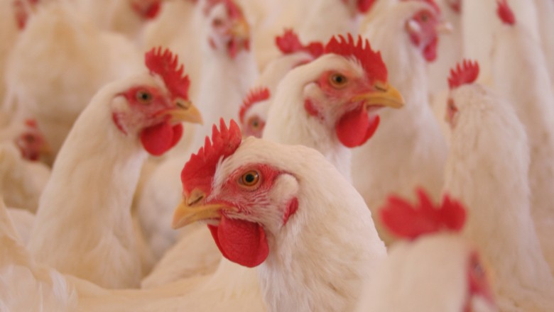 Setor de proteína animal mostra tendência de melhora no quarto trimestre