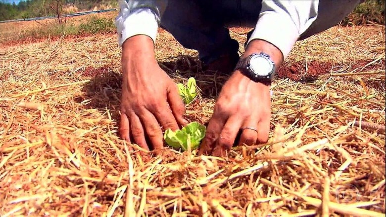 Conheça as vantagens do plantio direto para hortaliças