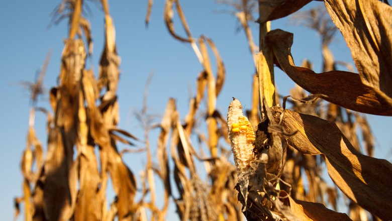 Cepea: indicador do milho sobe 10% em novembro