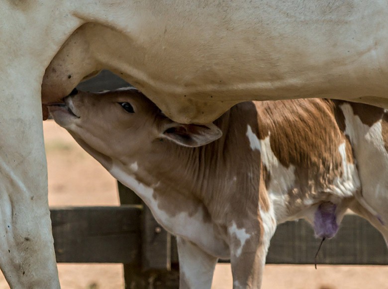 Inseminação de vacas em tempo fixo cresce 32% no Brasil