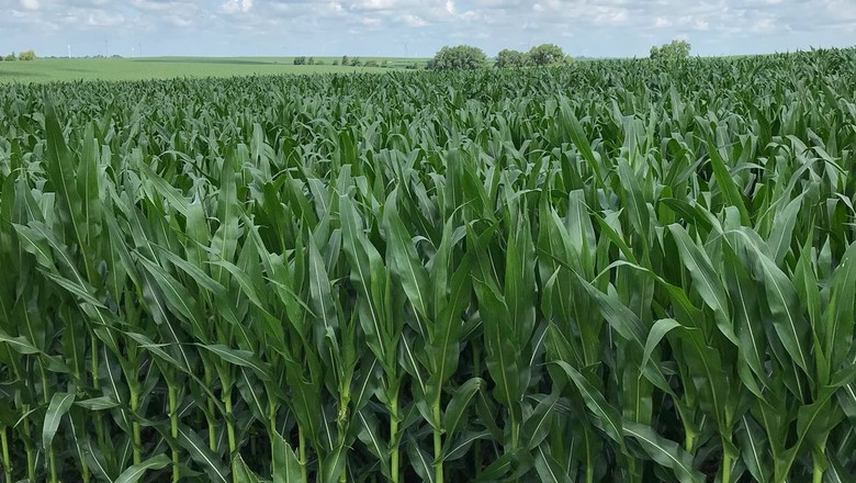 EUA: versão final da Farm Bill passa na Câmara e segue para Trump