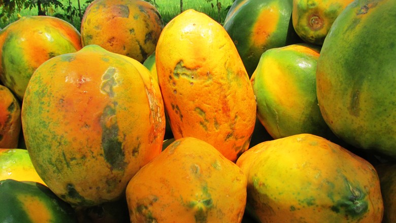 Mamão com varíola: o que fazer?