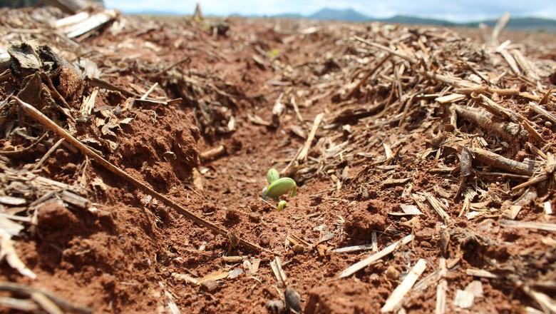 Falta de chuva no RS afeta lavouras de milho e soja, diz Emater
