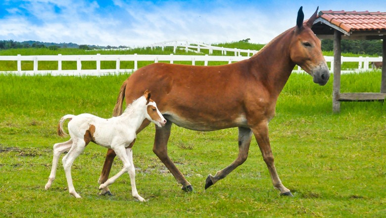 Como amamentar um filhote de cavalo órfão