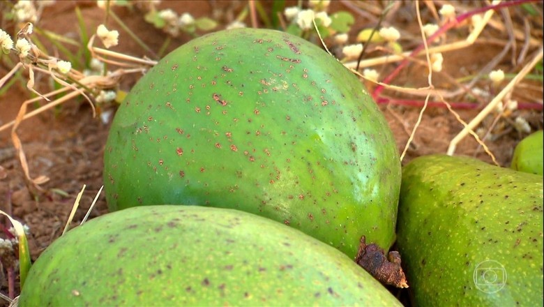 Abacateiro que não dá fruto: o que fazer?