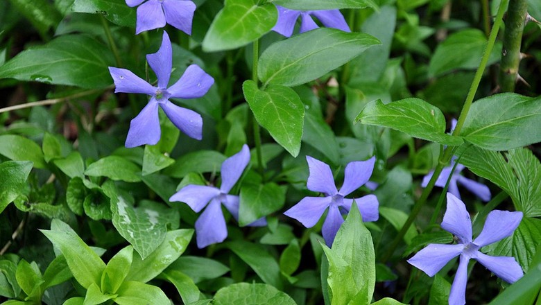 Aprenda a evitar que as vincas fiquem murchas e secas