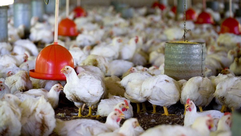 Bloqueio de frango brasileiro pode ter sido um recado, diz líder árabe