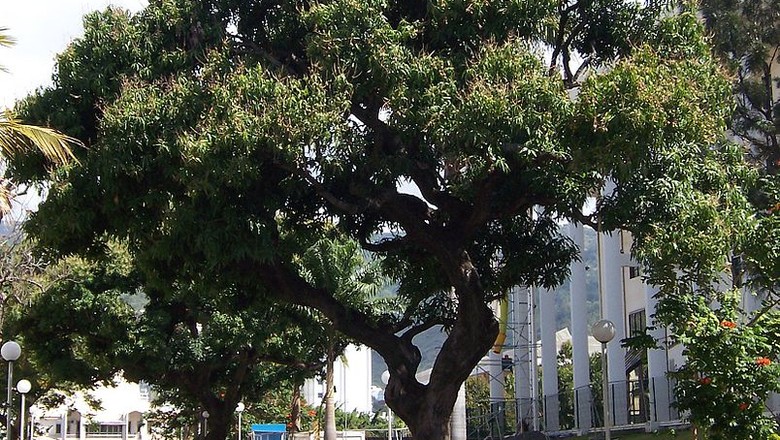 Cinco árvores frutíferas que amenizam o calor nas cidades