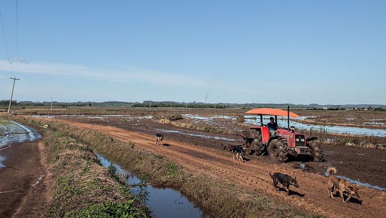 Rio Grande do Sul lidera produção de arroz orgânico
