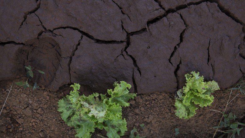 Agricultores lamentam prejuízos e se unem por reparação em Brumadinho