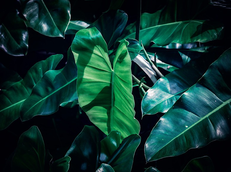 Como plantar filodendro