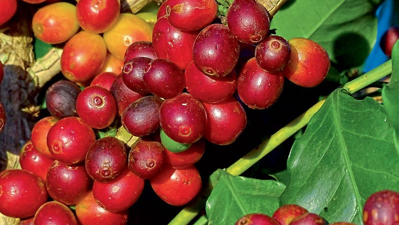 Deral estima safra paranaense de café em até 1,1 milhão de sacas