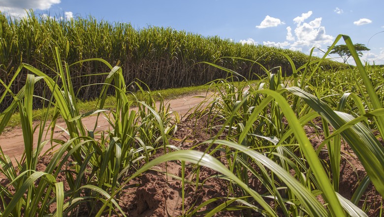 Expansão da venda de etanol hidratado é intensa neste início de ano, diz Unica