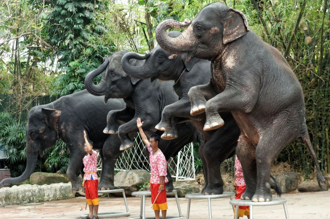 Elefantes estão no centro de polêmicas na África e na Ásia