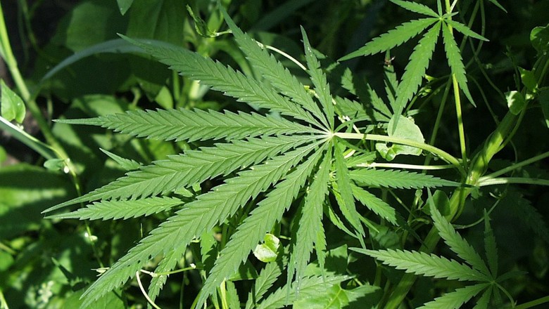 Israel aprova lei que permite exportação de maconha medicinal