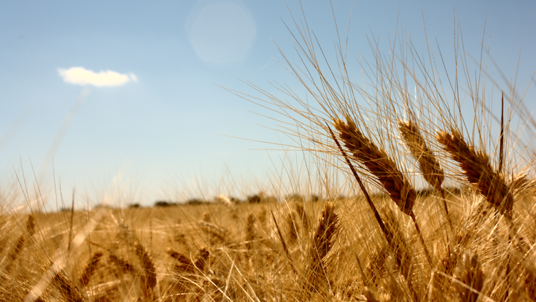 Trigo e cevada tem colheita recorde na safra 2018/19 argentina