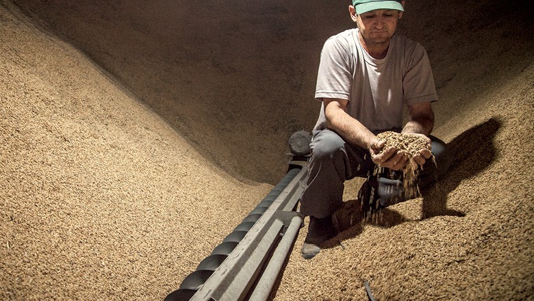 Produtores de arroz terão R$ 500 mi para financiar estocagem e comercialização