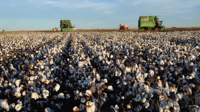 Recuo nos preços do algodão deve ser limitado com aperto na oferta, prevê Fitch