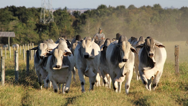 Marfrig suspende atuação em programa de qualidade para gado nelore no País