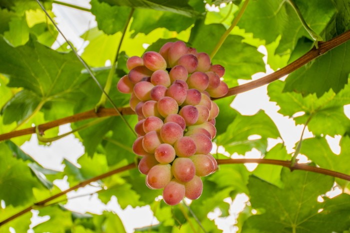 Embrapa lança duas novas cultivares de uva adaptadas ao Sul do país