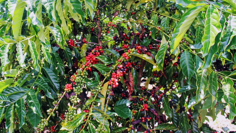 Amazonas que fomentar produção de café conilon