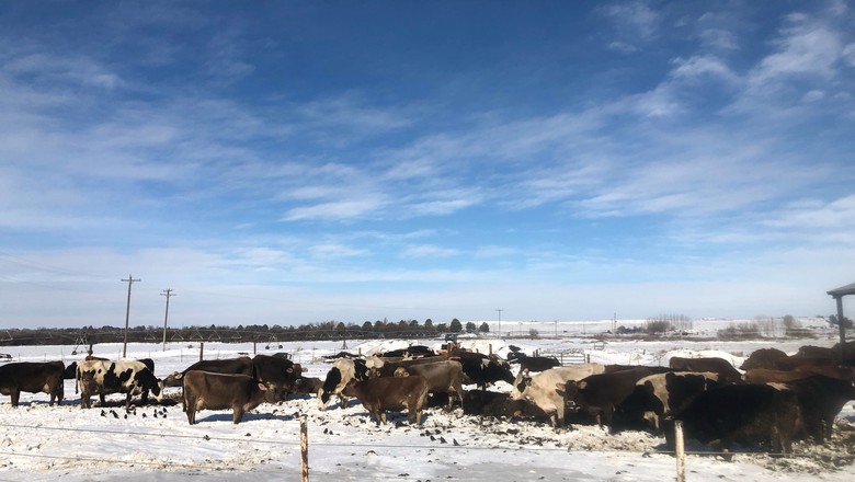Neve e frio extremo causam morte de gado leiteiro nos Estados Unidos