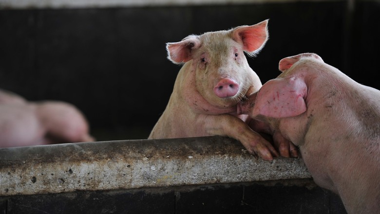 Avanço da peste suína africana na Ásia pode pressionar futuros de grãos
