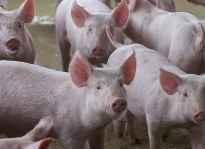 Suíno: menor demanda pressiona cotação do animal vivo, diz Cepea