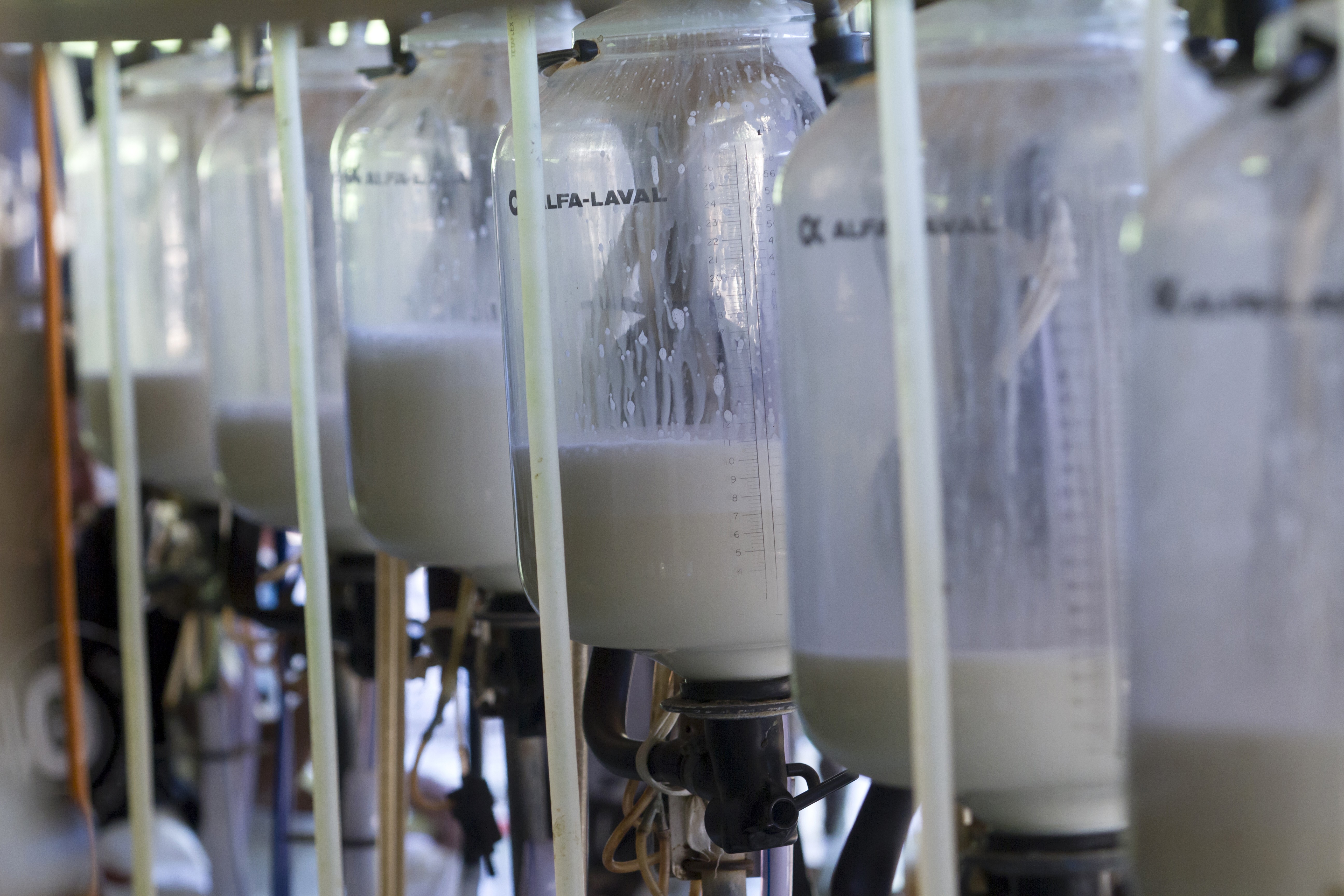 Preço do leite ao produtor de MT caiu 1,94% em janeiro, diz Imea