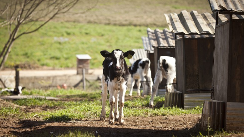 Agricultura e Economia discutem medidas após fim de taxa do leite