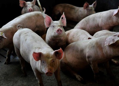 OIE relata mais dois casos de peste suína africana na China