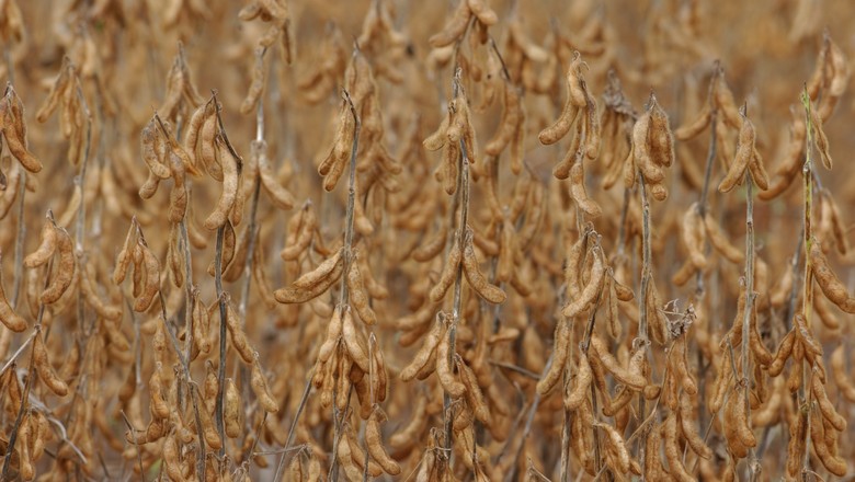 Aprosoja estima quebra de até 20% na produção em GO