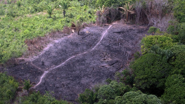 Imazon: está nas mãos do mercado pôr um freio no desmatamento na Amazônia