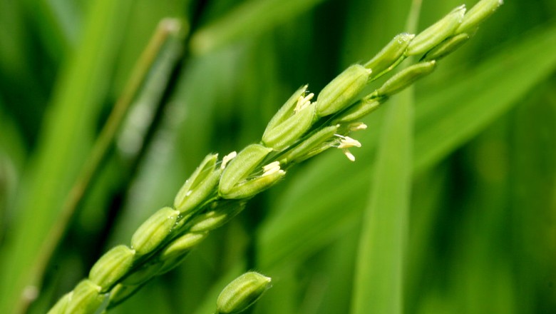 Setor produtivo gaúcho apresenta demandas de arroz ao governador do RS