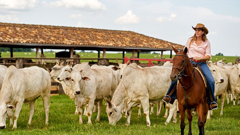 Dia de Campo Nelore do Golias vai reunir público imenso de 2.000 pecuaristas