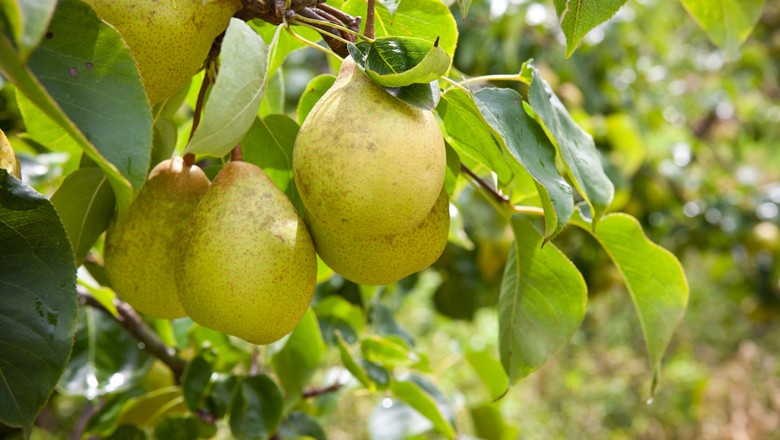Brasil voltará a comprar peras e maçãs da Argentina